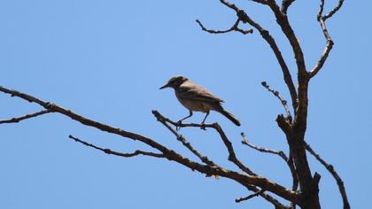 Tawny Pipit