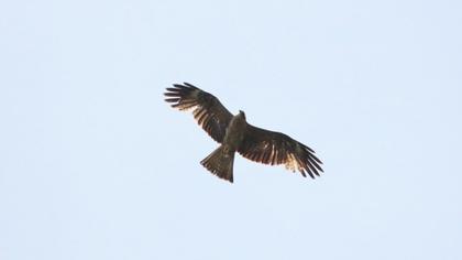 Black Kite