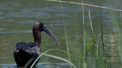 Glossy Ibis