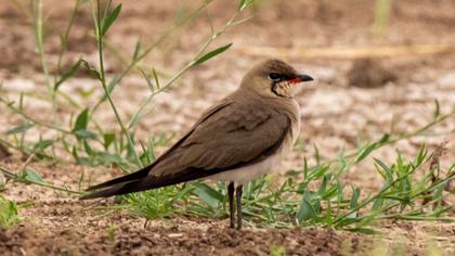 Collared Pratincole