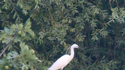 Little Egret