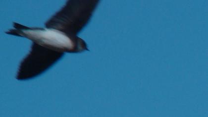 Sand Martin