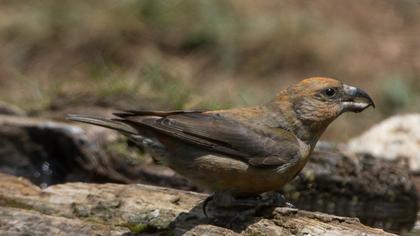 Red Crossbill