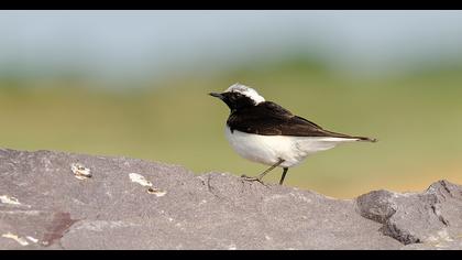 Pied Wheatear