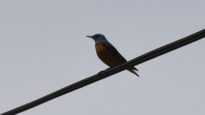 Common Rock Thrush