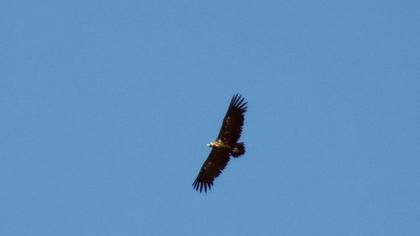 Cinereous Vulture