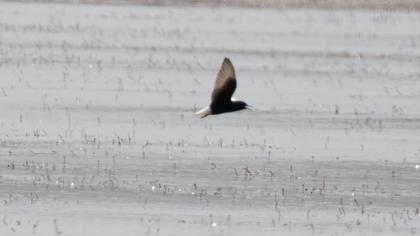 White-winged Tern
