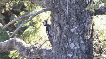 White-backed Woodpecker