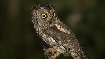 Eurasian Scops Owl