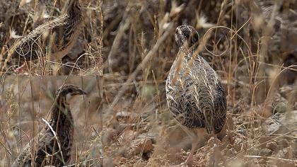 Common Quail