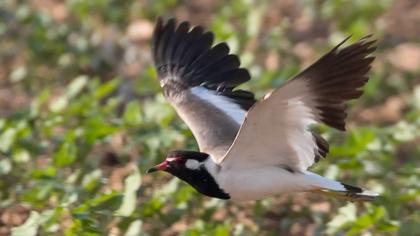 Red-wattled Lapwing
