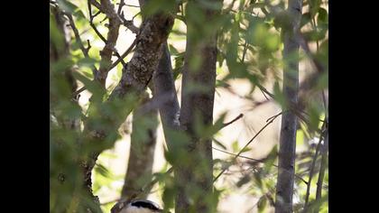 Eastern Rock Nuthatch