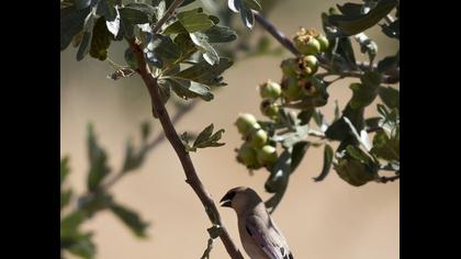 Desert Finch