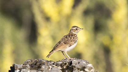 Woodlark