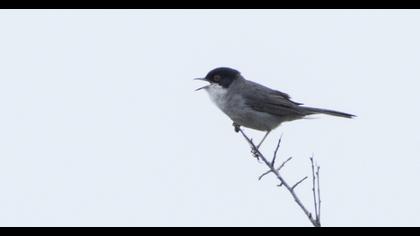 Sardinian Warbler