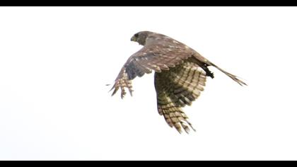 Levant Sparrowhawk