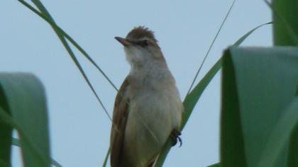 Great Reed Warbler