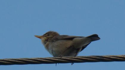 Eastern Olivaceous Warbler