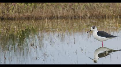 Black-winged Stilt