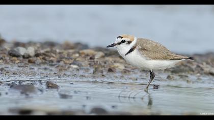 Kentish Plover
