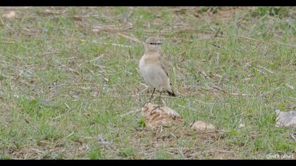 Isabelline Wheatear