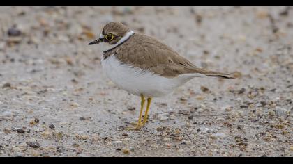Little Ringed Plover