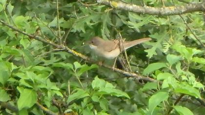 Akgerdanlı ötleğen