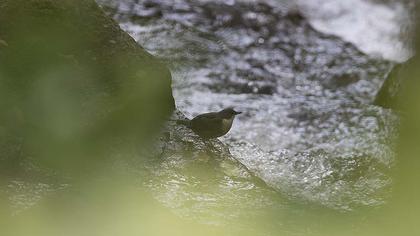 White-throated Dipper