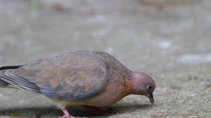 Laughing Dove