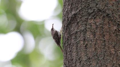 Short-toed Treecreeper