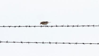 Whinchat