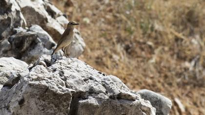 Isabelline Wheatear