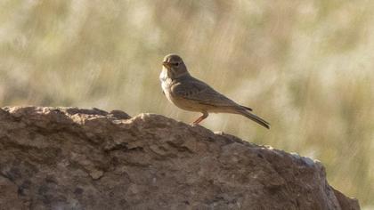 Desert Lark