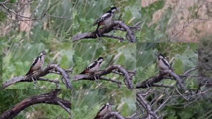 Syrian Woodpecker