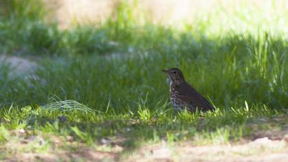 Song Thrush