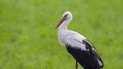 White Stork