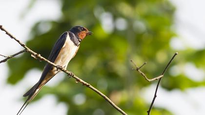 Barn Swallow