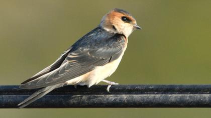 Kızıl kırlangıç