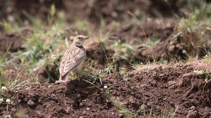 Küçük boğmaklı toygar
