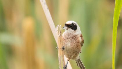 Eurasian Penduline Tit