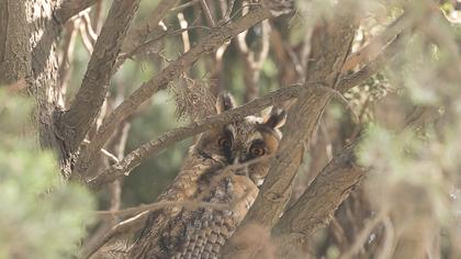 Long-eared Owl