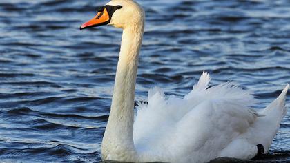 Mute Swan