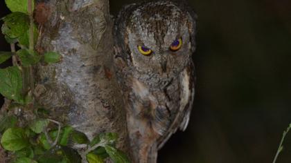 Eurasian Scops Owl
