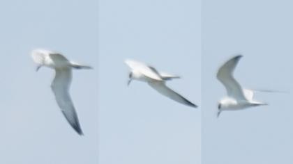 Gull-billed Tern