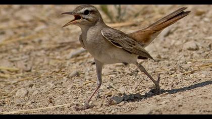 Rufous-tailed Scrub Robin