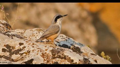 Eastern Rock Nuthatch