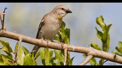 Yellow-throated Sparrow