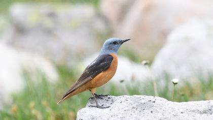 Common Rock Thrush