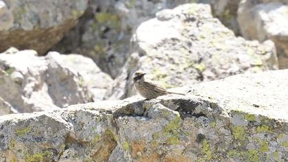 Sürmeli dağbülbülü