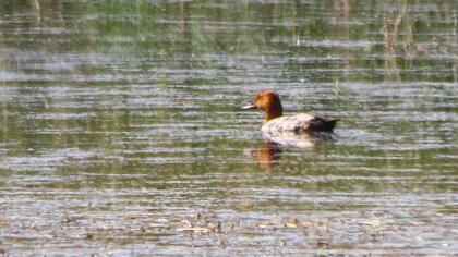Common Pochard